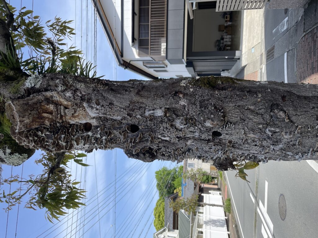 日常で見つけた素敵な出来事