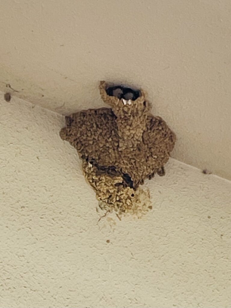 雷鳥に会えたのか？in 立山